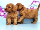 Irk Ve Sağlik Garanti̇si̇ İle Toy Poodle Yavrular