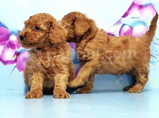 Irk Ve Sağlik Garanti̇si̇ İle Toy Poodle Yavrular görsel