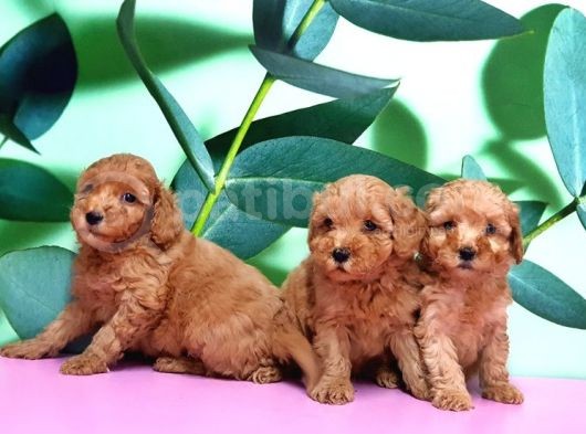 Irk Ve Sağlik Garanti̇si̇ İle Toy Poodle Yavrular görsel