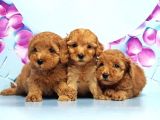 Irk Ve Sağlik Garanti̇si̇ İle Toy Poodle Yavrular