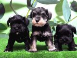 IRK VE SAĞLIK GARANTİSİYLE MİNYATÜR SCHNAUZER YAVRULAR