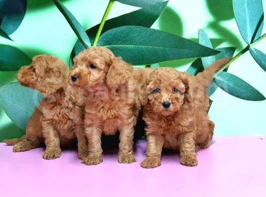 Irk Ve Sağlik Garanti̇si̇ İle Toy Poodle Yavrular görsel
