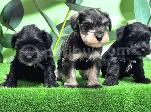 Irk Ve Sağlik Garanti̇si̇yle Mi̇nyatür Schnauzer Yavrular görsel
