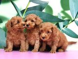 Irk Ve Sağlik Garanti̇si̇ İle Toy Poodle Yavrular