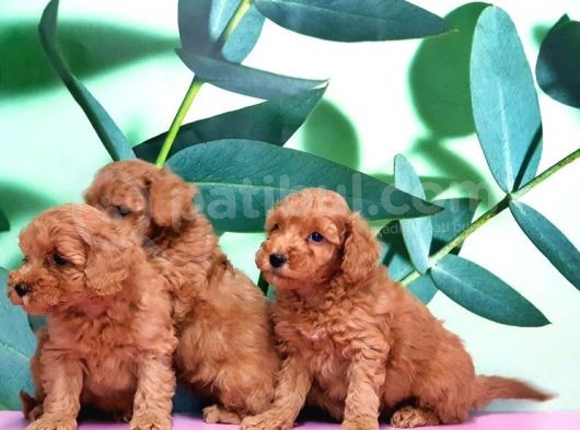 Irk Ve Sağlik Garanti̇si̇ İle Toy Poodle Yavrular görsel