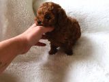 Çok Özel Çin Tea Cup Poodle Yavrularımız