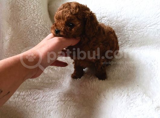 Çok Özel Çin Tea Cup Poodle Yavrularımız görsel