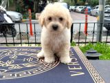 Anne Altından Maltipoo Yavrularımız