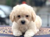 Anne Altından Maltipoo Yavrularımız