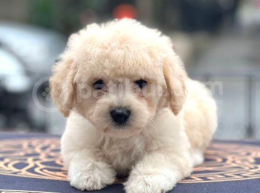 Anne Altından Maltipoo Yavrularımız