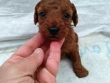 Çok Özel Çin Tea Cup Poodle Yavrularımız