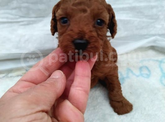 Çok Özel Çin Tea Cup Poodle Yavrularımız görsel