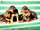 IRK VE SAĞLIK GARANTİSİ İLE DOBERMAN YAVRULAR