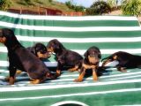Irk Ve Sağlik Garanti̇si̇ İle Doberman Yavrular