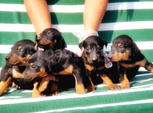 Irk Ve Sağlik Garanti̇si̇ İle Doberman Yavrular görsel