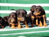 Irk Ve Sağlik Garanti̇si̇ İle Doberman Yavrular