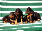 Irk Ve Sağlik Garanti̇si̇ İle Doberman Yavrular