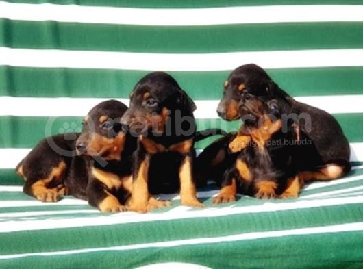 Irk Ve Sağlik Garanti̇si̇ İle Doberman Yavrular görsel