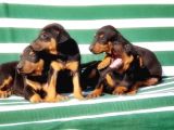 Irk Ve Sağlik Garanti̇si̇ İle Doberman Yavrular