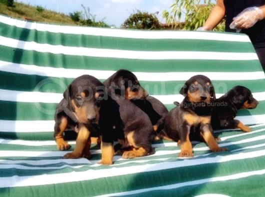 Irk Ve Sağlik Garanti̇si̇ İle Doberman Yavrular görsel