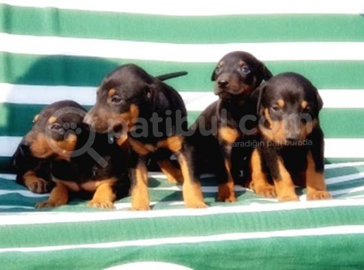Irk Ve Sağlik Garanti̇si̇ İle Doberman Yavrular görsel