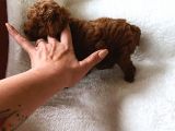 Çok Özel Çin Tea Cup Poodle Yavrularımız