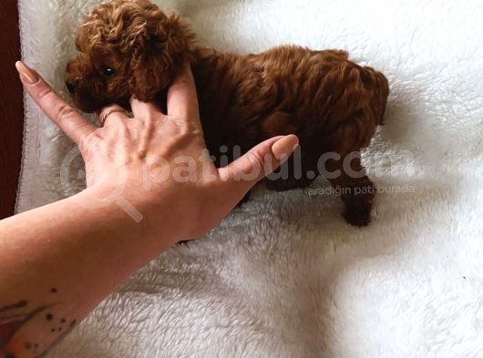 Çok Özel Çin Tea Cup Poodle Yavrularımız görsel