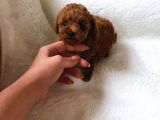 Çok Özel Çin Tea Cup Poodle Yavrularımız