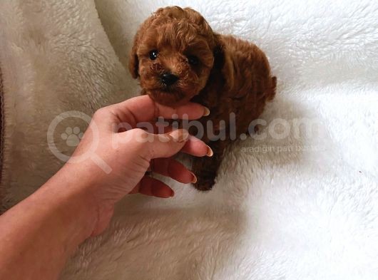 Çok Özel Çin Tea Cup Poodle Yavrularımız görsel