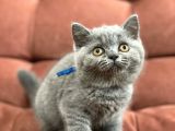 ALFA KEDİ BRITISH YAVRU