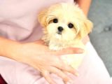 BAL ŞEKER MALTİPOO