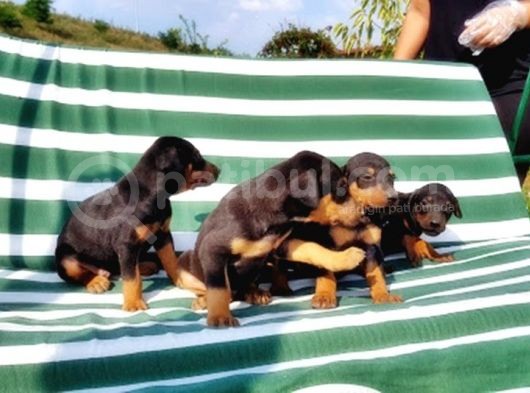 Irk Ve Sağlik Garanti̇si̇ İle Doberman Yavrular görsel
