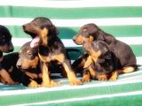 Irk Ve Sağlik Garanti̇si̇ İle Doberman Yavrular