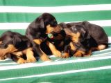 Irk Ve Sağlik Garanti̇si̇ İle Doberman Yavrular