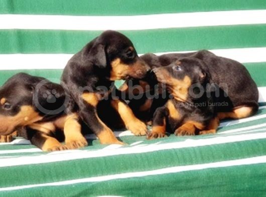 Irk Ve Sağlik Garanti̇si̇ İle Doberman Yavrular görsel