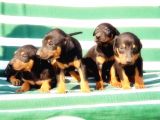 Irk Ve Sağlik Garanti̇si̇ İle Doberman Yavrular