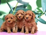 IRK VE SAĞLIK GARANTİSİ İLE TOY POODLE YAVRULAR
