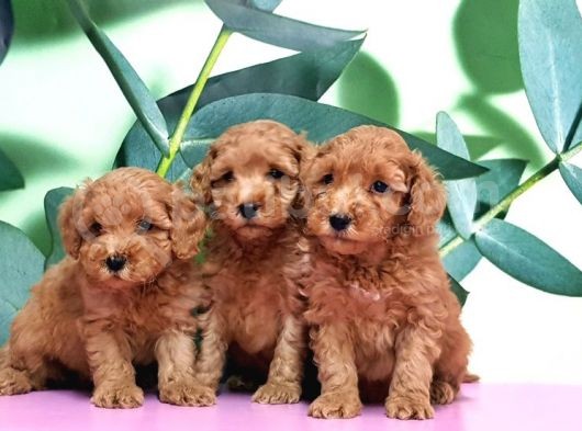Irk Ve Sağlik Garanti̇si̇ İle Toy Poodle Yavrular