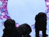 Irk Ve Sağlik Garanti̇si̇ İle Si̇yah Toy Poodle Yavrular