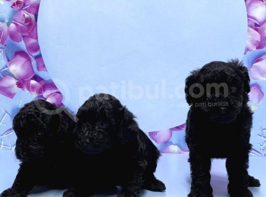 Irk Ve Sağlik Garanti̇si̇ İle Si̇yah Toy Poodle Yavrular görsel