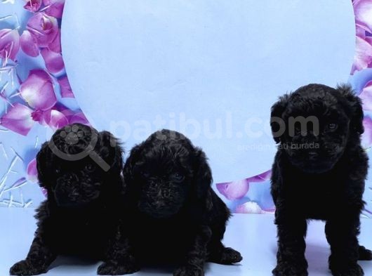 Irk Ve Sağlik Garanti̇si̇ İle Si̇yah Toy Poodle Yavrular görsel