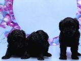 Irk Ve Sağlik Garanti̇si̇ İle Si̇yah Toy Poodle Yavrular