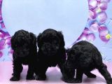 Irk Ve Sağlik Garanti̇si̇ İle Si̇yah Toy Poodle Yavrular