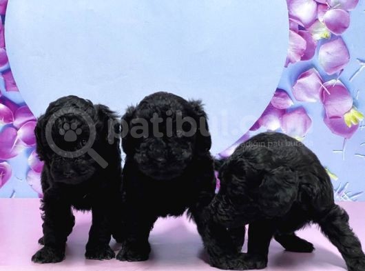 Irk Ve Sağlik Garanti̇si̇ İle Si̇yah Toy Poodle Yavrular görsel