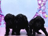 Irk Ve Sağlik Garanti̇si̇ İle Si̇yah Toy Poodle Yavrular
