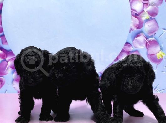 Irk Ve Sağlik Garanti̇si̇ İle Si̇yah Toy Poodle Yavrular görsel