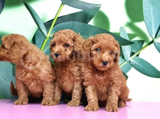 Irk Ve Sağlik Garanti̇si̇ İle Toy Poodle Yavrular görsel