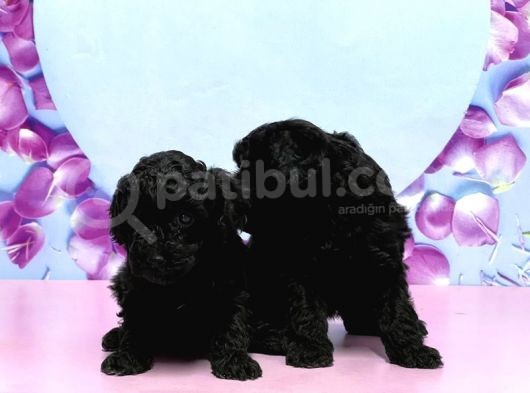 Irk Ve Sağlik Garanti̇si̇ İle Si̇yah Toy Poodle Yavrular görsel
