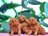 Irk Ve Sağlik Garanti̇si̇ İle Toy Poodle Yavrular