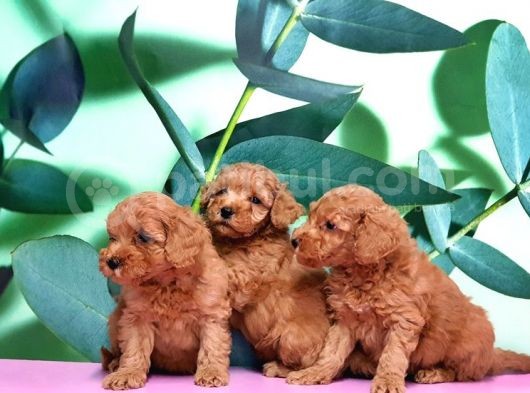 Irk Ve Sağlik Garanti̇si̇ İle Toy Poodle Yavrular görsel